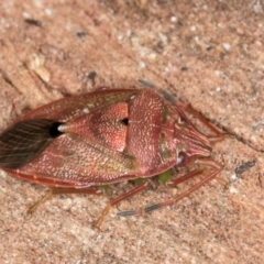 Amphaces sp. (genus) (Shield bug) at Bruce, ACT - 26 Jul 2024 by kasiaaus