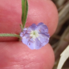 Evolvulus alsinoides var. decumbens (Slender Dwarf Morning Glory) at Porcupine, QLD - 26 Jul 2024 by lbradley