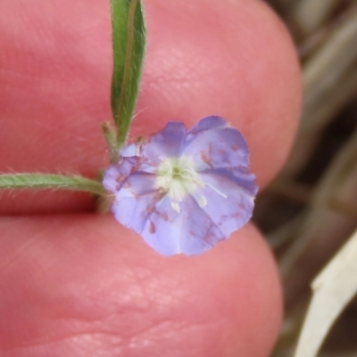 Evolvulus alsinoides var. decumbens (Slender Dwarf Morning Glory) at Porcupine, QLD - 26 Jul 2024 by lbradley