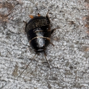 Ellipsidion sp. (genus) at Bruce, ACT - 26 Jul 2024