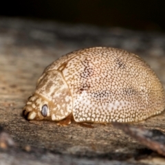 Paropsis atomaria (Eucalyptus leaf beetle) at Bruce, ACT - 26 Jul 2024 by kasiaaus