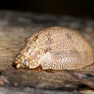 Paropsis atomaria at Bruce, ACT - 26 Jul 2024