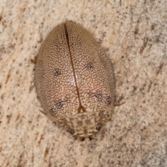 Paropsis atomaria at Bruce, ACT - 26 Jul 2024