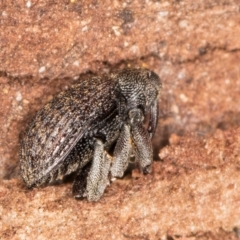 Melanterius maculatus (Acacia Seed Weevil) at Bruce, ACT - 26 Jul 2024 by kasiaaus