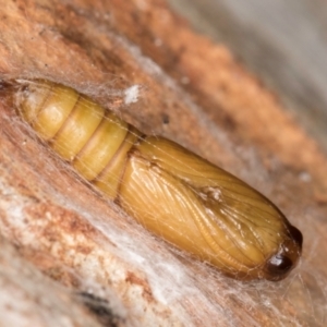 Thrincophora lignigerana at Bruce, ACT - 19 Aug 2024 04:55 PM