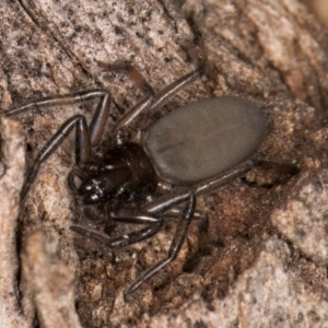 Gnaphosidae (family) at Melba, ACT - 26 Jul 2024 01:07 PM