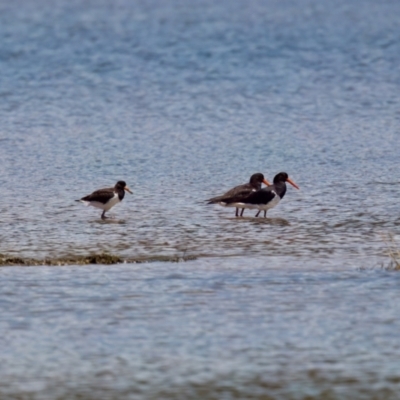 Haematopus longirostris (Australian Pied Oystercatcher) at Lake Innes, NSW - 27 Nov 2023 by KorinneM