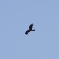 Haliastur sphenurus (Whistling Kite) at Lake Innes, NSW - 27 Nov 2023 by KorinneM