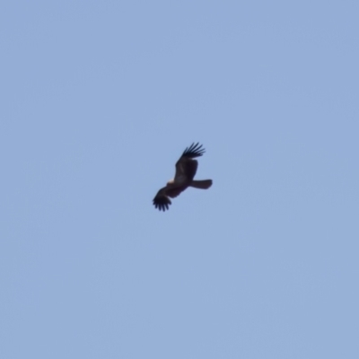 Haliastur sphenurus (Whistling Kite) at Lake Innes, NSW - 27 Nov 2023 by KorinneM