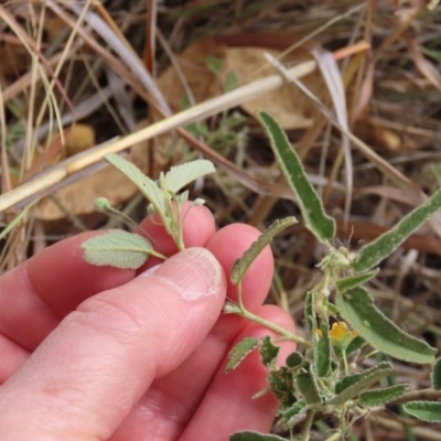 Sida fibulifera (Pin Sida) at Porcupine, QLD - 26 Jul 2024 by lbradley