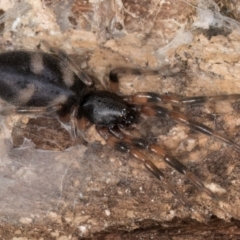 Lampona cylindrata at Melba, ACT - 26 Jul 2024