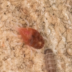 Bdellidae sp. (family) at Melba, ACT - 26 Jul 2024