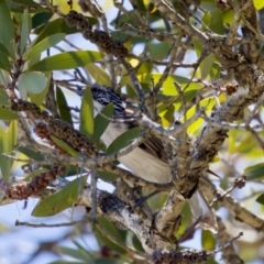 Plectorhyncha lanceolata (Striped Honeyeater) at Lake Innes, NSW - 27 Nov 2023 by KorinneM