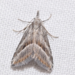 Nola paromoea (Divided Tuft-moth) at Jerrabomberra, NSW - 26 Jul 2024 by DianneClarke