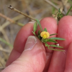 Unidentified Pea at Porcupine, QLD - 26 Jul 2024 by lbradley