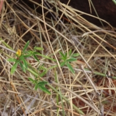Stylosanthes (genus) at Porcupine, QLD - 26 Jul 2024 12:50 PM