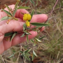 Cajanus acutifolius at Porcupine, QLD - 26 Jul 2024 by lbradley