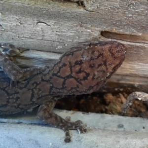 Christinus marmoratus at Richardson, ACT - 26 Jul 2024