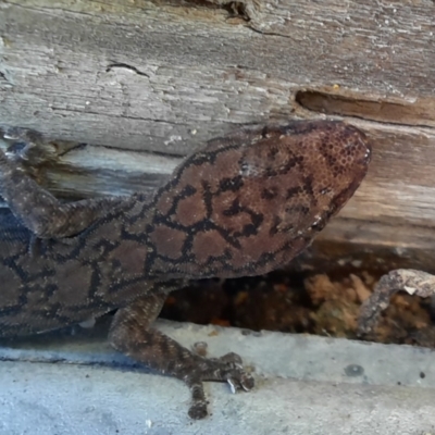 Christinus marmoratus (Southern Marbled Gecko) at Richardson, ACT - 26 Jul 2024 by MB