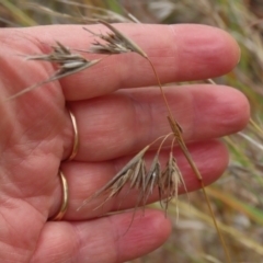 Themeda triandra (Kangaroo Grass) at Porcupine, QLD - 26 Jul 2024 by lbradley