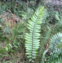 Pellaea falcata (Sickle Fern) at Bournda, NSW - 5 Jul 2024 by Clarel