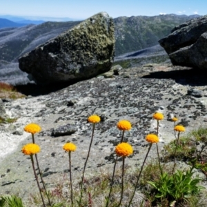 Craspedia sp. at Kosciuszko, NSW - suppressed