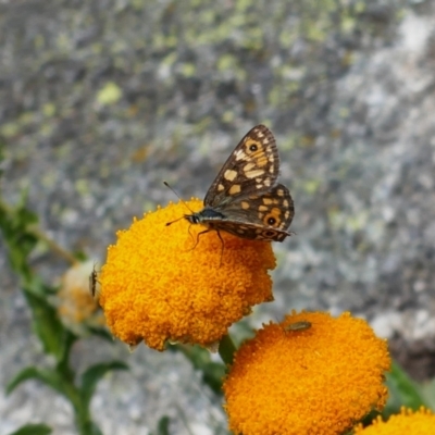 Oreixenica orichora (Spotted Alpine Xenica) at Kosciuszko, NSW - 9 Jan 2020 by MB