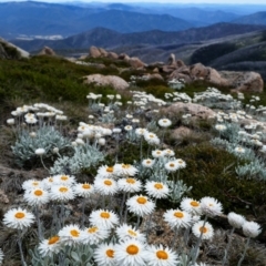 Leucochrysum alpinum (Alpine Sunray) at Kosciuszko, NSW - 9 Jan 2020 by MB