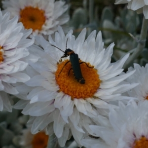 Leucochrysum alpinum at Kosciuszko, NSW - 9 Jan 2020 01:39 PM