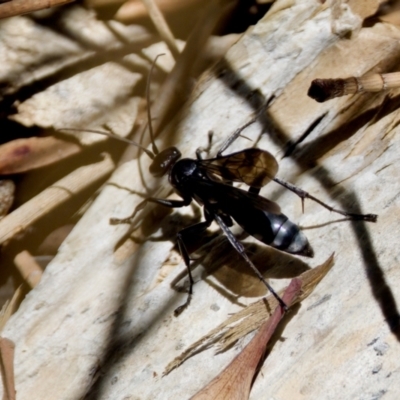 Pompilidae (family) at Lake Innes, NSW - 27 Nov 2023 by KorinneM