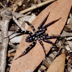 Nyssus albopunctatus (White-spotted swift spider) at Lake Innes, NSW - 27 Nov 2023 by KorinneM