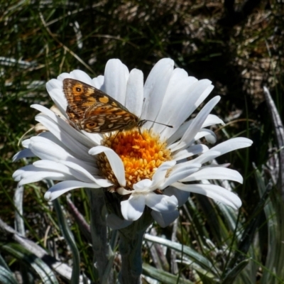 Oreixenica orichora (Spotted Alpine Xenica) at Munyang, NSW - 16 Jan 2021 by MB