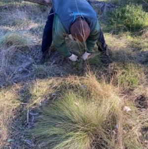 Nassella trichotoma at Hackett, ACT - 26 Jul 2024