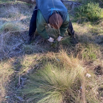 Nassella trichotoma (Serrated Tussock) at Hackett, ACT - 26 Jul 2024 by waltraud