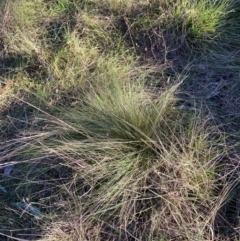 Nassella trichotoma at Hackett, ACT - 26 Jul 2024