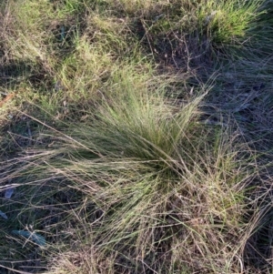 Nassella trichotoma at Hackett, ACT - 26 Jul 2024