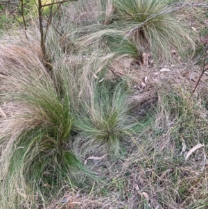 Nassella trichotoma at Hackett, ACT - 26 Jul 2024