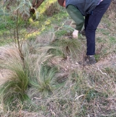 Nassella trichotoma at Hackett, ACT - 26 Jul 2024