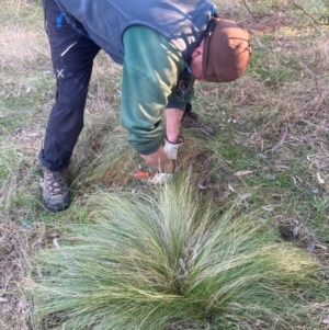 Nassella trichotoma at Hackett, ACT - 26 Jul 2024