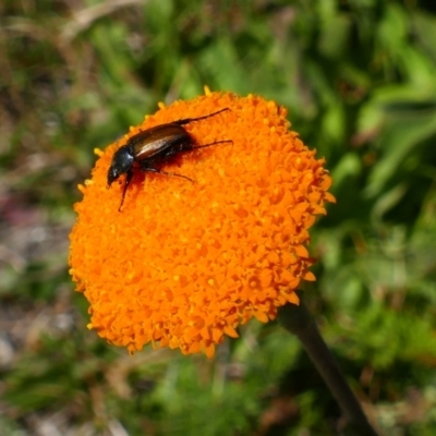 Craspedia aurantia var. aurantia (Orange Billy Buttons) at Munyang, NSW - 16 Jan 2021 by MB