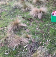 Nassella trichotoma (Serrated Tussock) at Hackett, ACT - 26 Jul 2024 by waltraud