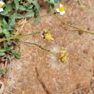 Unidentified Daisy at Bamaga, QLD - 27 Jul 2024 by Mike