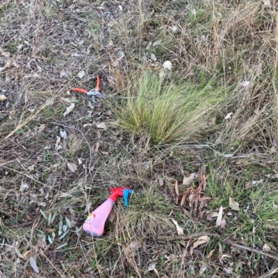 Nassella trichotoma (Serrated Tussock) at Hackett, ACT - 26 Jul 2024 by waltraud