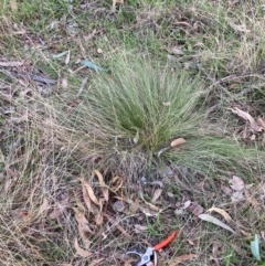 Nassella trichotoma at Hackett, ACT - 26 Jul 2024 04:37 PM