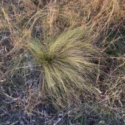 Nassella trichotoma (Serrated Tussock) at Hackett, ACT - 26 Jul 2024 by waltraud