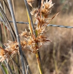 Themeda quadrivalvis at Porcupine, QLD - 26 Jul 2024 by lbradley