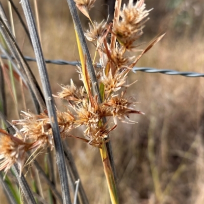 Themeda quadrivalvis at Porcupine, QLD - 26 Jul 2024 by lbradley
