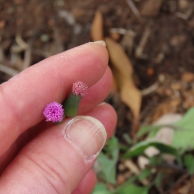 Emilia sonchifolia (Lilac Tassel-Flower) at Mount Surprise, QLD - 27 Jul 2024 by lbradley