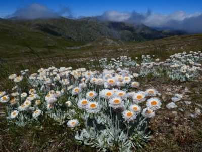 Leucochrysum alpinum (Alpine Sunray) at Geehi, NSW - 17 Jan 2021 by MB