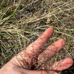 Eragrostis curvula (African Lovegrass) at Porcupine, QLD - 26 Jul 2024 by lbradley